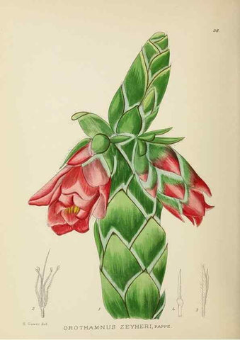 Reproducción/Reproduction 49754030097: The Flowering plants of Africa.. Pretoria [etc.]Botanical Research Institute, Dept. of Agricultural Technical Services, Republic of South Africa.. 