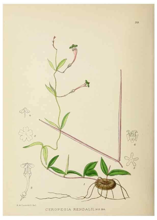 Reproducción/Reproduction 49753692691: The Flowering plants of Africa.. Pretoria [etc.]Botanical Research Institute, Dept. of Agricultural Technical Services, Republic of South Africa.. 