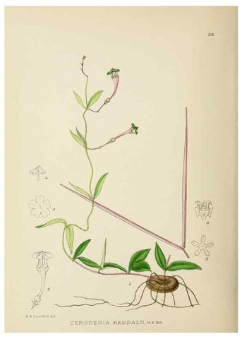 Reproducción/Reproduction 49753692691: The Flowering plants of Africa.. Pretoria [etc.]Botanical Research Institute, Dept. of Agricultural Technical Services, Republic of South Africa.. 