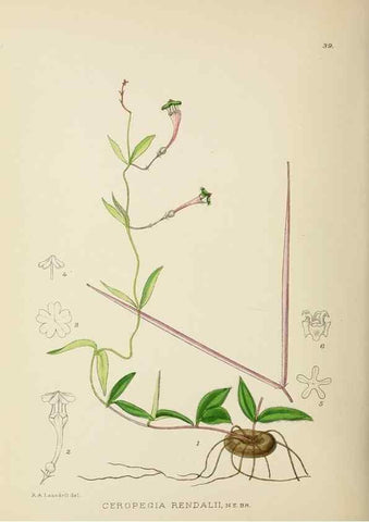Reproducción/Reproduction 49753692691: The Flowering plants of Africa.. Pretoria [etc.]Botanical Research Institute, Dept. of Agricultural Technical Services, Republic of South Africa.. 