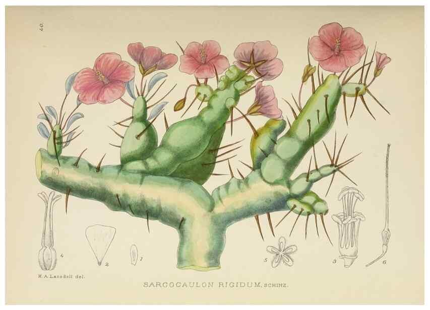 Reproducción/Reproduction 49753158523: The Flowering plants of Africa.. Pretoria [etc.]Botanical Research Institute, Dept. of Agricultural Technical Services, Republic of South Africa.. 
