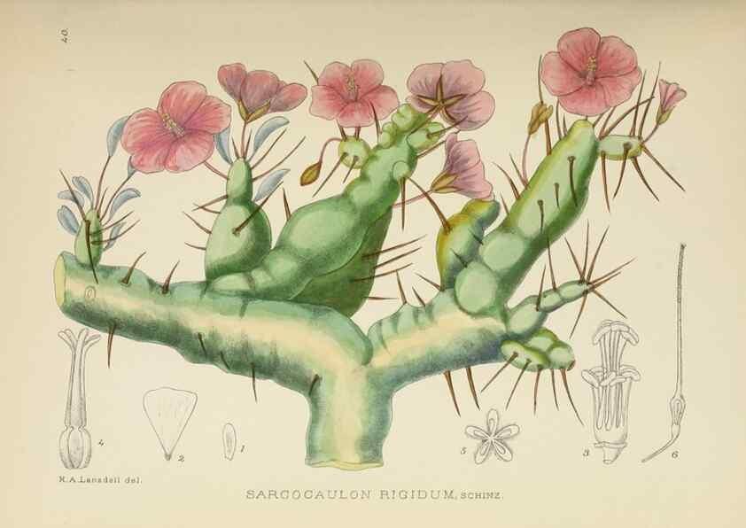 Reproducción/Reproduction 49753158523: The Flowering plants of Africa.. Pretoria [etc.]Botanical Research Institute, Dept. of Agricultural Technical Services, Republic of South Africa.. 