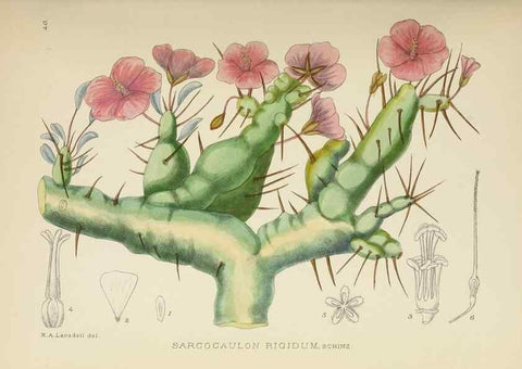 Reproducción/Reproduction 49753158523: The Flowering plants of Africa.. Pretoria [etc.]Botanical Research Institute, Dept. of Agricultural Technical Services, Republic of South Africa.. 