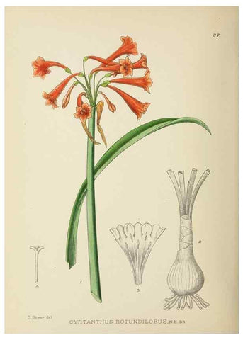 Reproducción/Reproduction 49754029892: The Flowering plants of Africa.. Pretoria [etc.]Botanical Research Institute, Dept. of Agricultural Technical Services, Republic of South Africa.. 