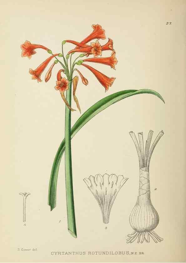 Reproducción/Reproduction 49754029892: The Flowering plants of Africa.. Pretoria [etc.]Botanical Research Institute, Dept. of Agricultural Technical Services, Republic of South Africa.. 
