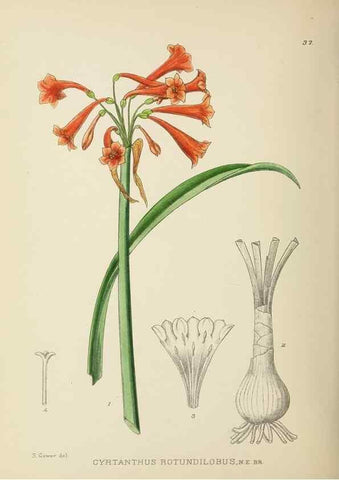 Reproducción/Reproduction 49754029892: The Flowering plants of Africa.. Pretoria [etc.]Botanical Research Institute, Dept. of Agricultural Technical Services, Republic of South Africa.. 