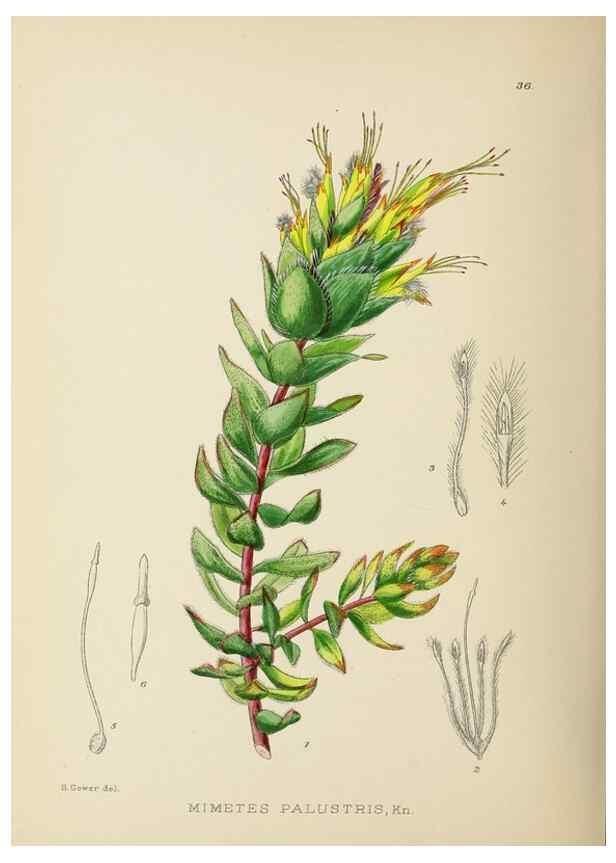 Reproducción/Reproduction 49754029682: The Flowering plants of Africa.. Pretoria [etc.]Botanical Research Institute, Dept. of Agricultural Technical Services, Republic of South Africa.. 