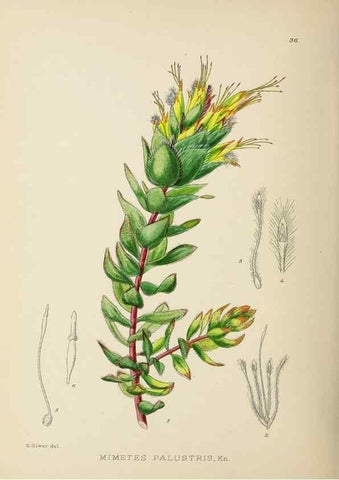 Reproducción/Reproduction 49754029682: The Flowering plants of Africa.. Pretoria [etc.]Botanical Research Institute, Dept. of Agricultural Technical Services, Republic of South Africa.. 