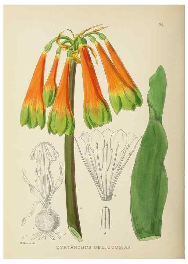 Reproducción/Reproduction 49754029397: The Flowering plants of Africa.. Pretoria [etc.]Botanical Research Institute, Dept. of Agricultural Technical Services, Republic of South Africa.. 