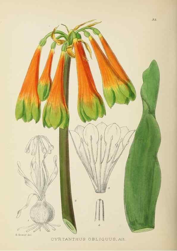 Reproducción/Reproduction 49754029397: The Flowering plants of Africa.. Pretoria [etc.]Botanical Research Institute, Dept. of Agricultural Technical Services, Republic of South Africa.. 