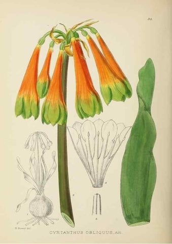 Reproducción/Reproduction 49754029397: The Flowering plants of Africa.. Pretoria [etc.]Botanical Research Institute, Dept. of Agricultural Technical Services, Republic of South Africa.. 