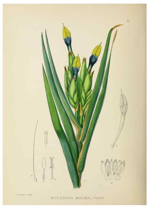 Reproducción/Reproduction 49754029152: The Flowering plants of Africa.. Pretoria [etc.]Botanical Research Institute, Dept. of Agricultural Technical Services, Republic of South Africa.. 