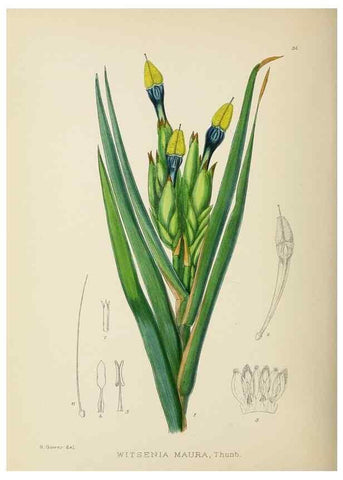Reproducción/Reproduction 49754029152: The Flowering plants of Africa.. Pretoria [etc.]Botanical Research Institute, Dept. of Agricultural Technical Services, Republic of South Africa.. 