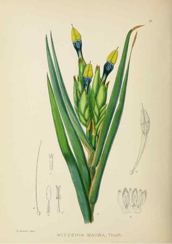 Reproducción/Reproduction 49754029152: The Flowering plants of Africa.. Pretoria [etc.]Botanical Research Institute, Dept. of Agricultural Technical Services, Republic of South Africa.. 