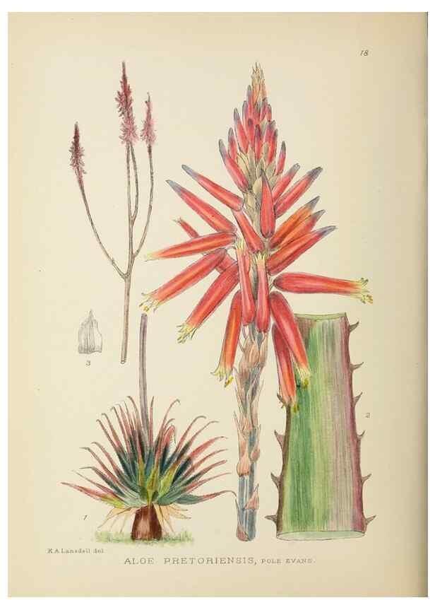 Reproducción/Reproduction 49753153043: The Flowering plants of Africa.. Pretoria [etc.]Botanical Research Institute, Dept. of Agricultural Technical Services, Republic of South Africa.. 