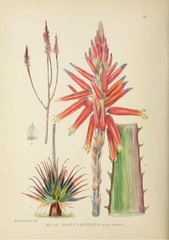 Reproducción/Reproduction 49753153043: The Flowering plants of Africa.. Pretoria [etc.]Botanical Research Institute, Dept. of Agricultural Technical Services, Republic of South Africa.. 