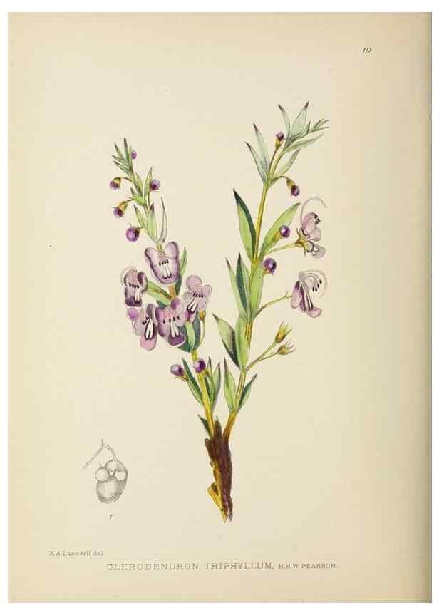Reproducción/Reproduction 49753153278: The Flowering plants of Africa.. Pretoria [etc.]Botanical Research Institute, Dept. of Agricultural Technical Services, Republic of South Africa.. 