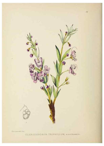 Reproducción/Reproduction 49753153278: The Flowering plants of Africa.. Pretoria [etc.]Botanical Research Institute, Dept. of Agricultural Technical Services, Republic of South Africa.. 