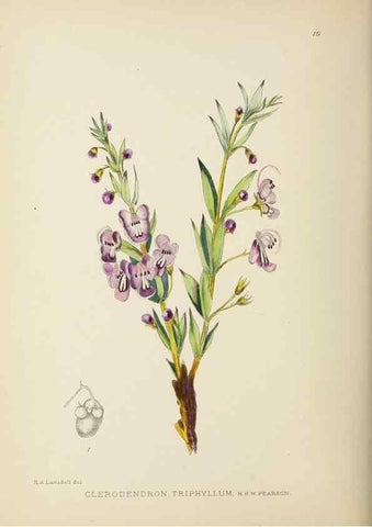 Reproducción/Reproduction 49753153278: The Flowering plants of Africa.. Pretoria [etc.]Botanical Research Institute, Dept. of Agricultural Technical Services, Republic of South Africa.. 