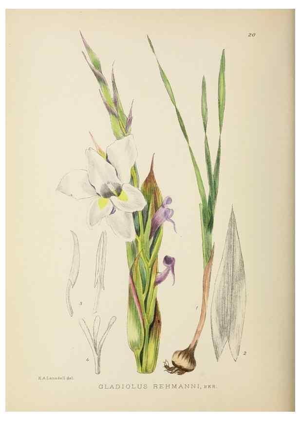 Reproducción/Reproduction 49754025512: The Flowering plants of Africa.. Pretoria [etc.]Botanical Research Institute, Dept. of Agricultural Technical Services, Republic of South Africa.. 