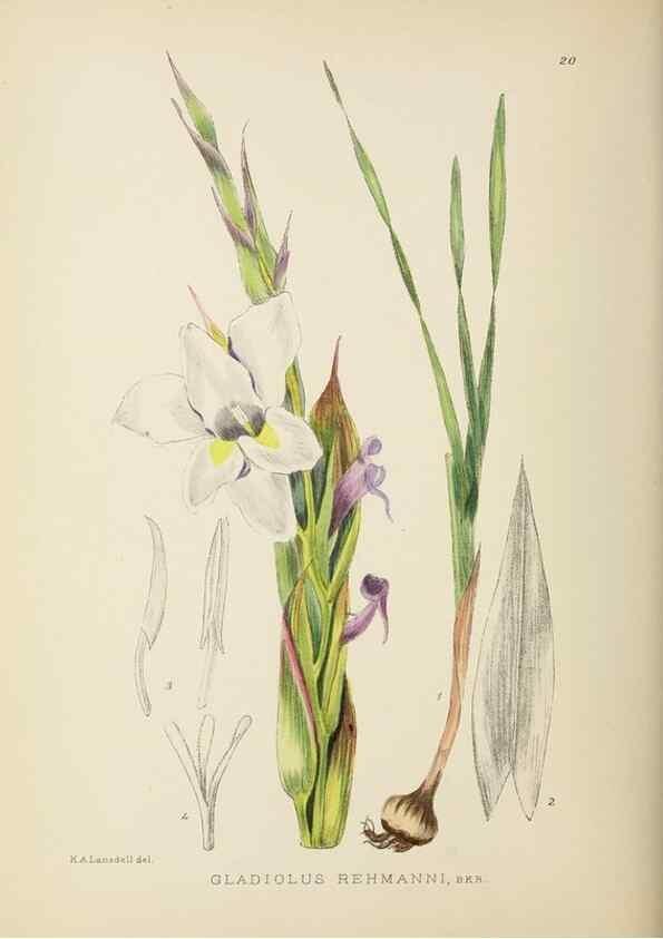 Reproducción/Reproduction 49754025512: The Flowering plants of Africa.. Pretoria [etc.]Botanical Research Institute, Dept. of Agricultural Technical Services, Republic of South Africa.. 