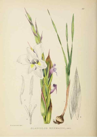 Reproducción/Reproduction 49754025512: The Flowering plants of Africa.. Pretoria [etc.]Botanical Research Institute, Dept. of Agricultural Technical Services, Republic of South Africa.. 