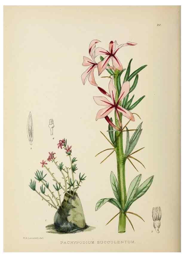 Reproducción/Reproduction 49753688116: The Flowering plants of Africa.. Pretoria [etc.]Botanical Research Institute, Dept. of Agricultural Technical Services, Republic of South Africa.. 
