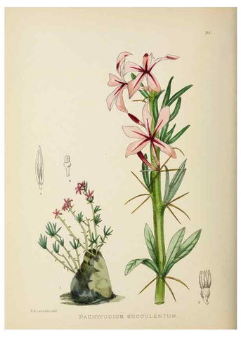 Reproducción/Reproduction 49753688116: The Flowering plants of Africa.. Pretoria [etc.]Botanical Research Institute, Dept. of Agricultural Technical Services, Republic of South Africa.. 