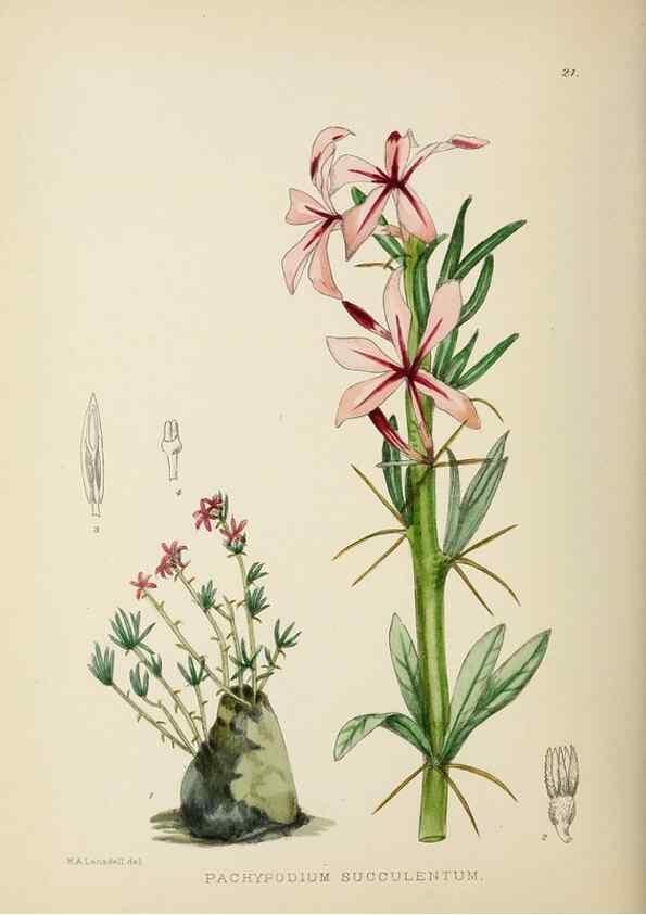 Reproducción/Reproduction 49753688116: The Flowering plants of Africa.. Pretoria [etc.]Botanical Research Institute, Dept. of Agricultural Technical Services, Republic of South Africa.. 