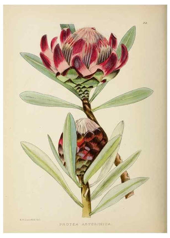 Reproducción/Reproduction 49753154008: The Flowering plants of Africa.. Pretoria [etc.]Botanical Research Institute, Dept. of Agricultural Technical Services, Republic of South Africa.. 