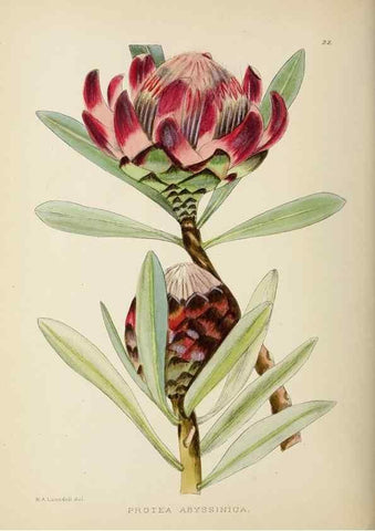 Reproducción/Reproduction 49753154008: The Flowering plants of Africa.. Pretoria [etc.]Botanical Research Institute, Dept. of Agricultural Technical Services, Republic of South Africa.. 