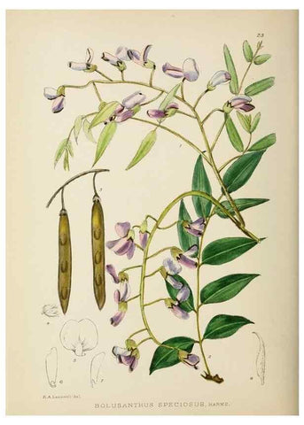 Reproducción/Reproduction 49753154263: The Flowering plants of Africa.. Pretoria [etc.]Botanical Research Institute, Dept. of Agricultural Technical Services, Republic of South Africa.. 