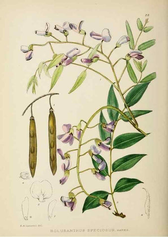 Reproducción/Reproduction 49753154263: The Flowering plants of Africa.. Pretoria [etc.]Botanical Research Institute, Dept. of Agricultural Technical Services, Republic of South Africa.. 