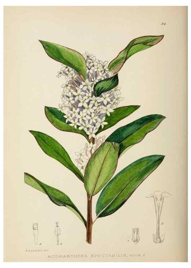 Reproducción/Reproduction 49753688796: The Flowering plants of Africa.. Pretoria [etc.]Botanical Research Institute, Dept. of Agricultural Technical Services, Republic of South Africa.. 