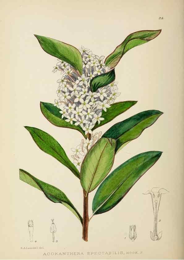 Reproducción/Reproduction 49753688796: The Flowering plants of Africa.. Pretoria [etc.]Botanical Research Institute, Dept. of Agricultural Technical Services, Republic of South Africa.. 