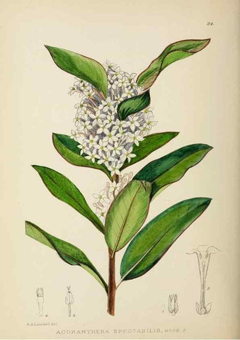 Reproducción/Reproduction 49753688796: The Flowering plants of Africa.. Pretoria [etc.]Botanical Research Institute, Dept. of Agricultural Technical Services, Republic of South Africa.. 