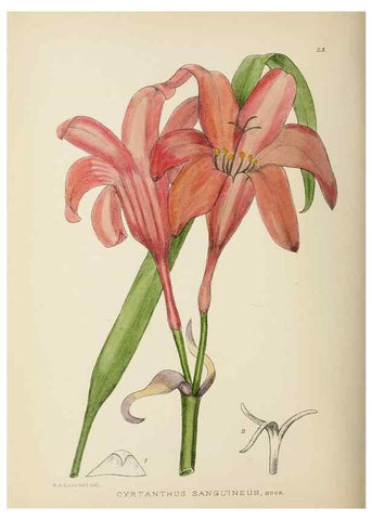 Reproducción/Reproduction 49753154733: The Flowering plants of Africa.. Pretoria [etc.]Botanical Research Institute, Dept. of Agricultural Technical Services, Republic of South Africa.. 