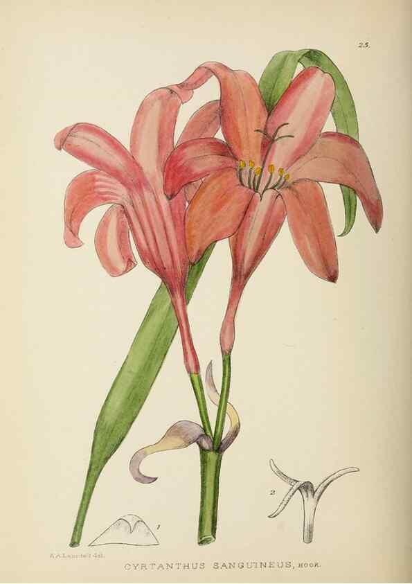 Reproducción/Reproduction 49753154733: The Flowering plants of Africa.. Pretoria [etc.]Botanical Research Institute, Dept. of Agricultural Technical Services, Republic of South Africa.. 