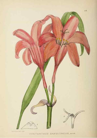 Reproducción/Reproduction 49753154733: The Flowering plants of Africa.. Pretoria [etc.]Botanical Research Institute, Dept. of Agricultural Technical Services, Republic of South Africa.. 