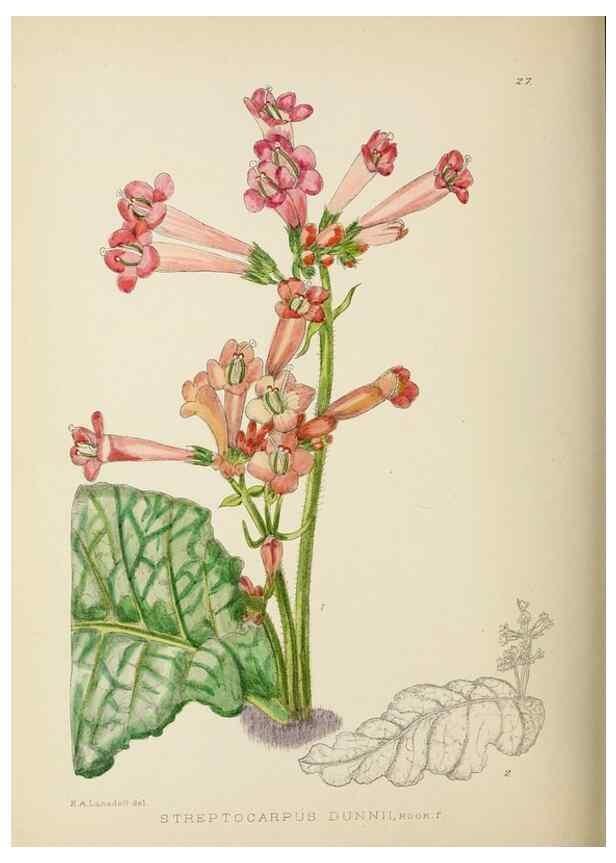 Reproducción/Reproduction 49753155308: The Flowering plants of Africa.. Pretoria [etc.]Botanical Research Institute, Dept. of Agricultural Technical Services, Republic of South Africa.. 