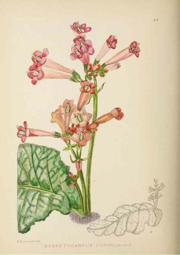 Reproducción/Reproduction 49753155308: The Flowering plants of Africa.. Pretoria [etc.]Botanical Research Institute, Dept. of Agricultural Technical Services, Republic of South Africa.. 