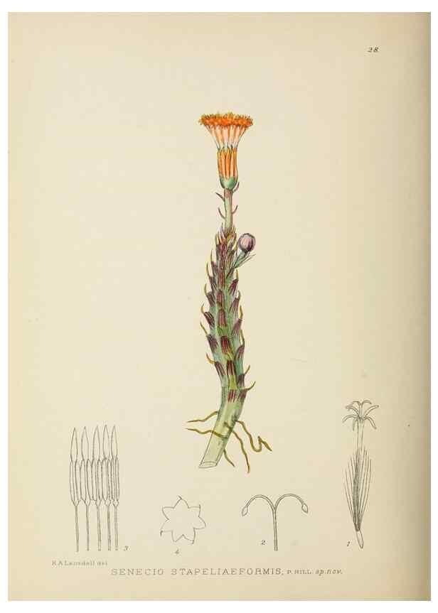 Reproducción/Reproduction 49753155608: The Flowering plants of Africa.. Pretoria [etc.]Botanical Research Institute, Dept. of Agricultural Technical Services, Republic of South Africa.. 