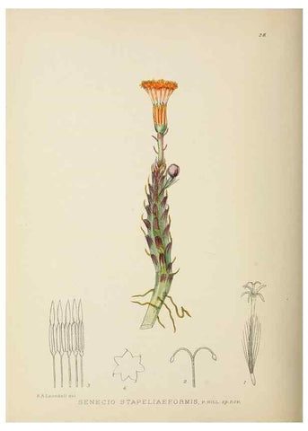 Reproducción/Reproduction 49753155608: The Flowering plants of Africa.. Pretoria [etc.]Botanical Research Institute, Dept. of Agricultural Technical Services, Republic of South Africa.. 