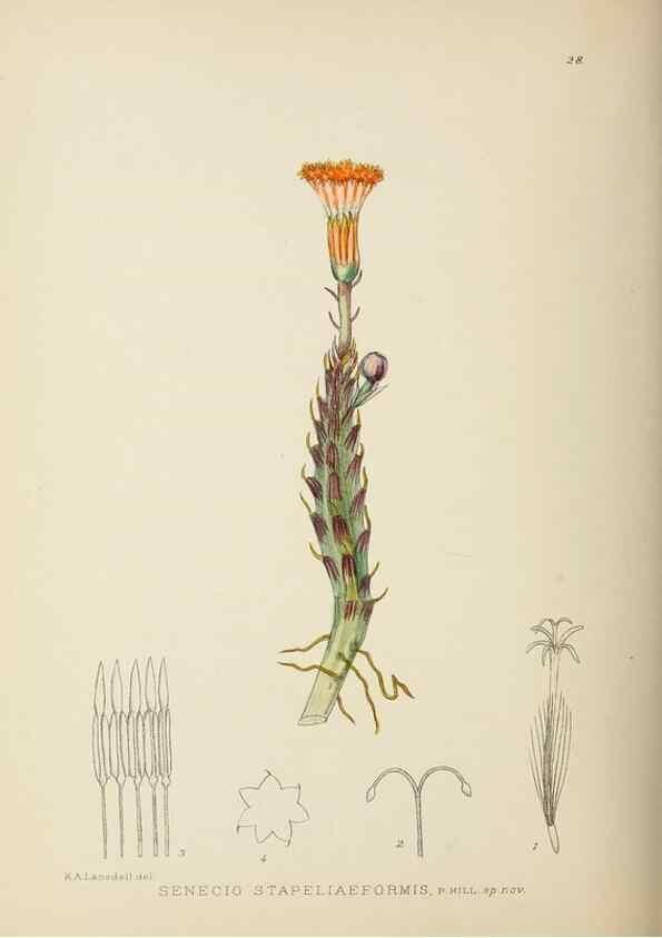 Reproducción/Reproduction 49753155608: The Flowering plants of Africa.. Pretoria [etc.]Botanical Research Institute, Dept. of Agricultural Technical Services, Republic of South Africa.. 