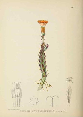 Reproducción/Reproduction 49753155608: The Flowering plants of Africa.. Pretoria [etc.]Botanical Research Institute, Dept. of Agricultural Technical Services, Republic of South Africa.. 