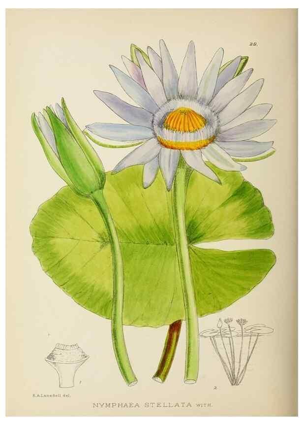 Reproducción/Reproduction 49754027757: The Flowering plants of Africa.. Pretoria [etc.]Botanical Research Institute, Dept. of Agricultural Technical Services, Republic of South Africa.. 