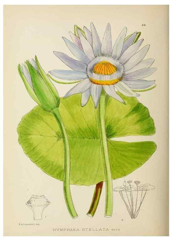 Reproducción/Reproduction 49754027757: The Flowering plants of Africa.. Pretoria [etc.]Botanical Research Institute, Dept. of Agricultural Technical Services, Republic of South Africa.. 