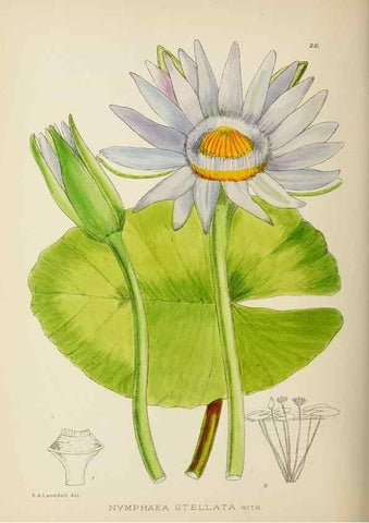 Reproducción/Reproduction 49754027757: The Flowering plants of Africa.. Pretoria [etc.]Botanical Research Institute, Dept. of Agricultural Technical Services, Republic of South Africa.. 