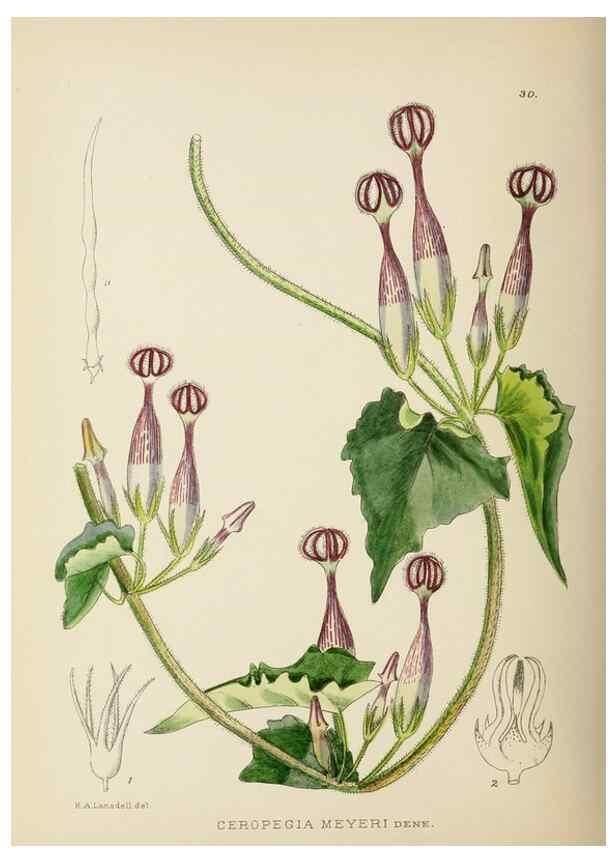 Reproducción/Reproduction 49753156193: The Flowering plants of Africa.. Pretoria [etc.]Botanical Research Institute, Dept. of Agricultural Technical Services, Republic of South Africa.. 