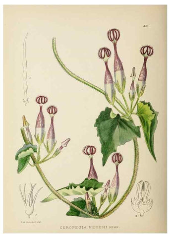 Reproducción/Reproduction 49753156193: The Flowering plants of Africa.. Pretoria [etc.]Botanical Research Institute, Dept. of Agricultural Technical Services, Republic of South Africa.. 